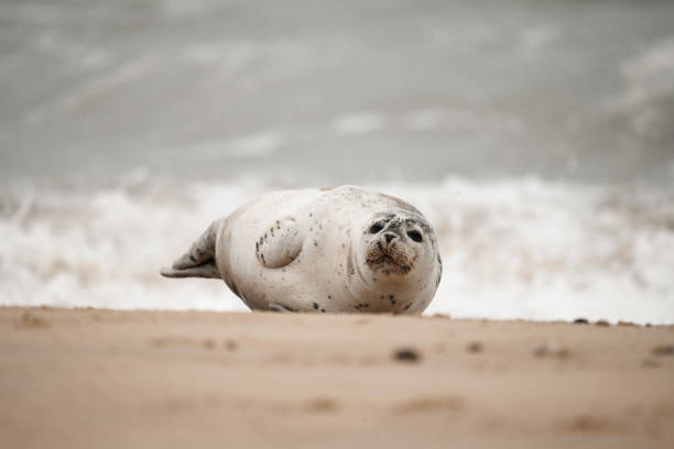 istock Young grey seal pup on a beach in Norfolk, UK 2181007366