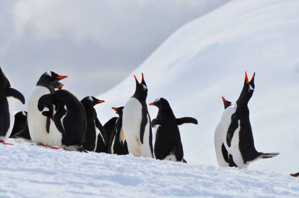 istock Group of gentoo penguins in Antarctica 2181008637