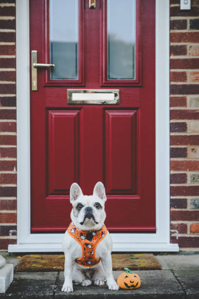 istock Frenchie dog in Halloween theme harness sitting outside red front door with small pumpkin 2181009256