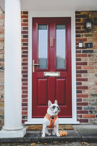 French Bulldog waiting for trick or treat outside a Georgian-style house