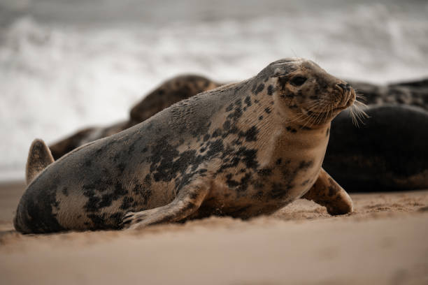 istock Young grey seal pup on a beach in Norfolk, UK 2181010050