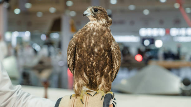 istock A majestic falcon captured in a striking pose, showcasing its sharp, focused eyes. 2181015200
