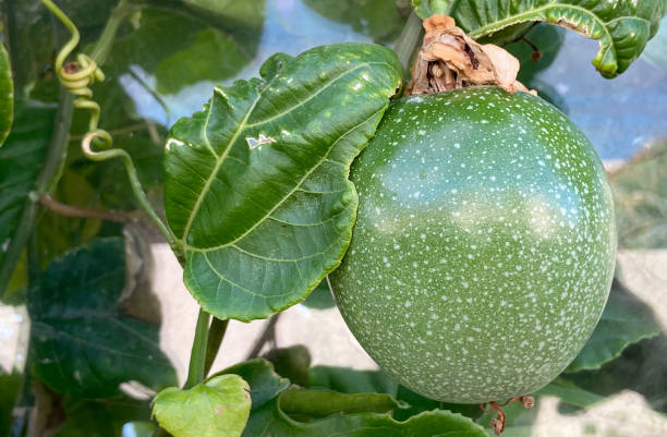 istock Green passion fruit hanging on the tree in the garden.Passiflora edulis also known as Maracuya or Parcha on the vine close up. 2181015412