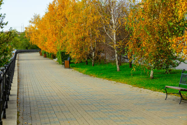 A tranquil autumn walk along a tree-lined pathway with vibrant fall colors in a peaceful park setting