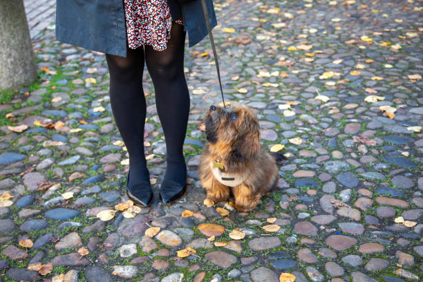 Woman taking her puppy for an urban walk in Cambridge
