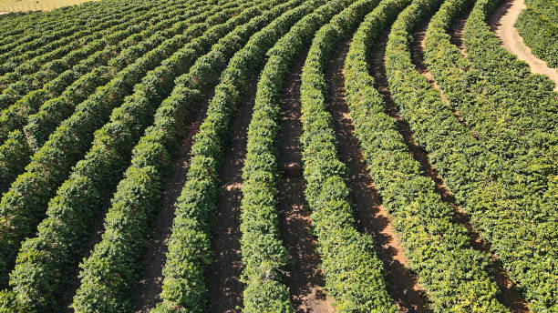 istock erial view of coffee plantation. 2181018996