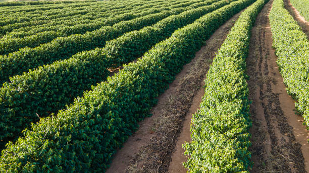 erial view of coffee plantation.
