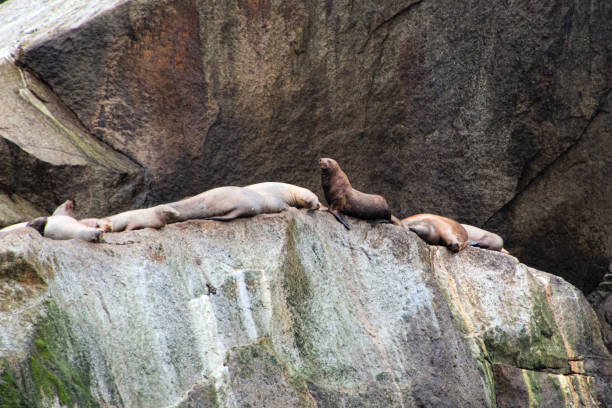 istock Sea Lions on a rock 2181019693