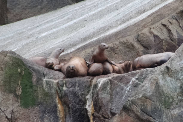 Sea lions on a rock in Kenai Fjords National Park