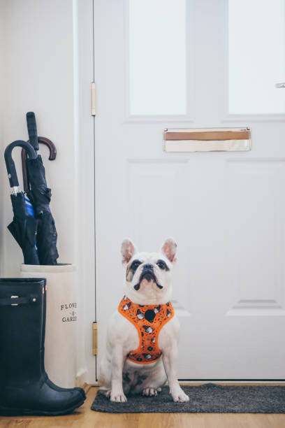 Frenchie dog waiting at the front door