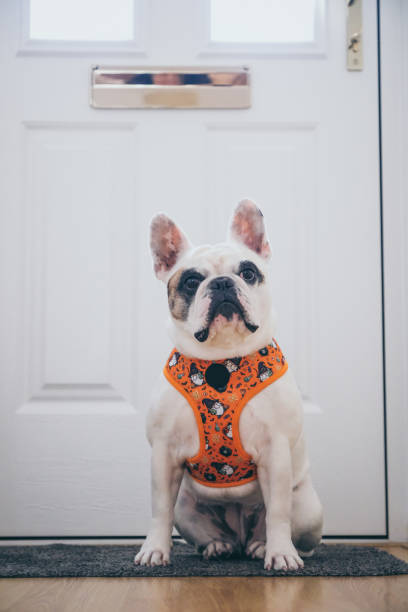 istock Frenchie dog waiting at the front door 2181019970