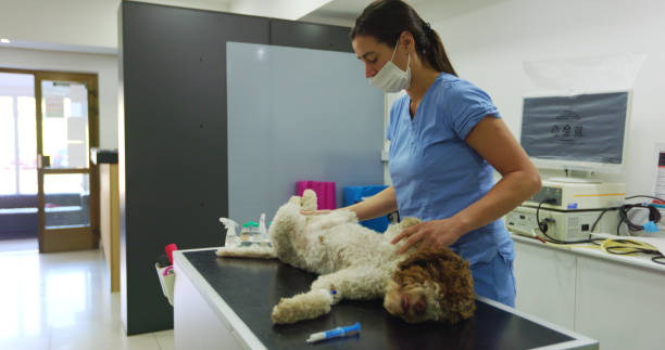 istock Preparing The Dog For The Castration Procedure 2181020696