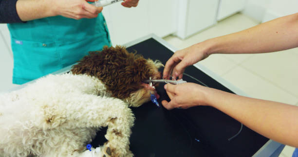 istock Preparing The Dog For The Castration Procedure 2181020717