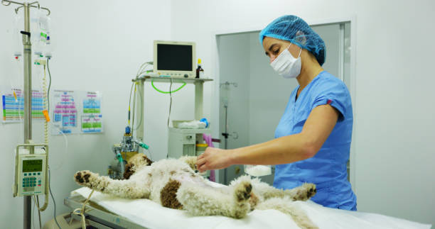 istock A Veterinary Surgeon Prepares A Dog For Surgery 2181020732
