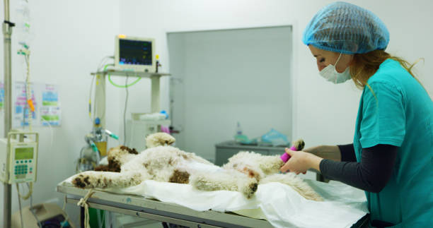 istock Veterinary Professional Preparing Dog for Surgery on Operating Table 2181020832
