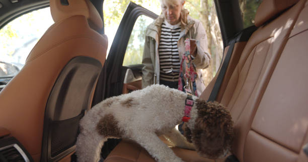 istock Owner Helping Dog into Car Before Veterinary Appointment 2181020847