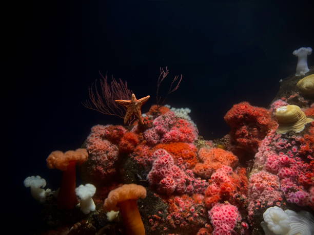 istock Orange starfish amongst coral in aquarium 2181026508