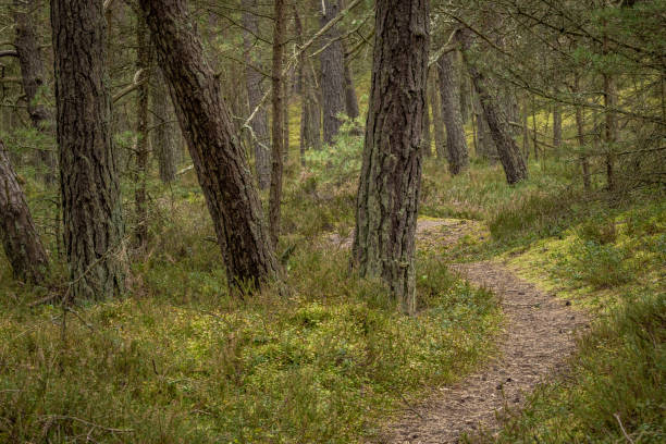 istock Dunes & Pines: A Baltic Tale of Survival | Where Ancient Trees Dance with Sand 2181027523