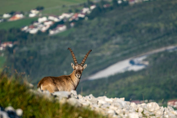 Young alpine ibex resting in Slovenian mountains.