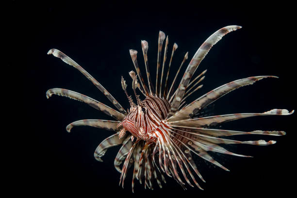 One lionfish on a black background at night by the light of a flashlight. Night dive in the Pacific Ocean. Fauna of the marine reserve. Underwater macro photography