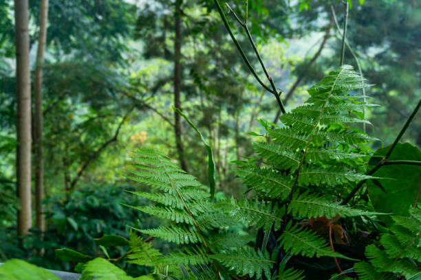 istock A wet fern plants surrounded by tropical rain forest 2181030189