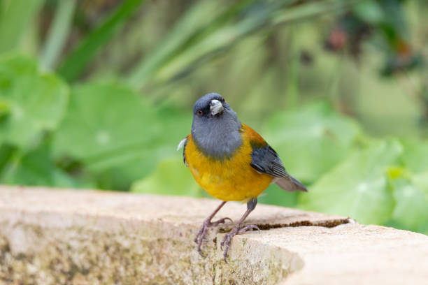 The grey-hooded sierra finch is a species of bird in the family Thraupidae. It is found in Argentina and Chile where its natural habitats are subtropical or tropical dry shrubland and subtropical or tropical high-altitude shrubland.