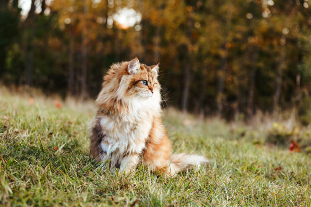 Cat Outside in Grass