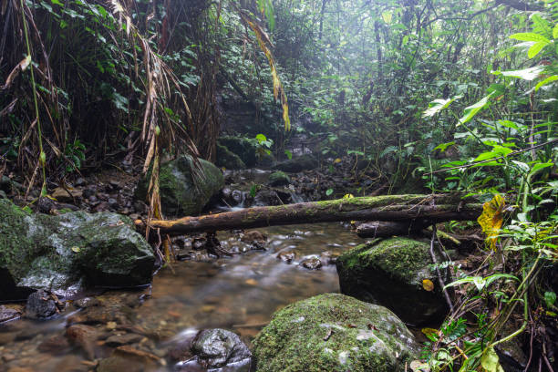 istock Tropical rainforest jungle with fallen tree log and stone covered by moss on a small creek river 2181032459