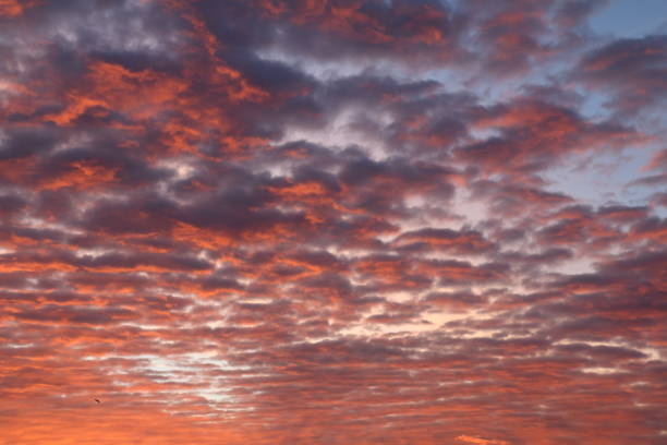 istock Pink lamb clouds in the sky. 2181033252
