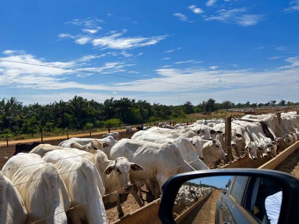 istock feedlot intensive production system beef cattle. Animals feeding 2181034240