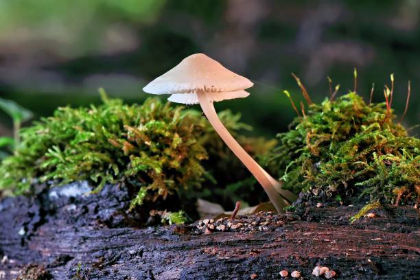 istock Close-up of mushrooms with a delicate cap on a slender stem 2181034565