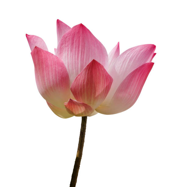 A single pink lotus flower isolated cutout in white background.