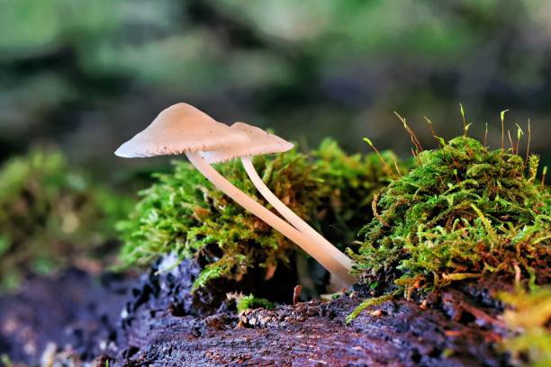 istock Close-up of mushrooms with a delicate cap on a slender stem 2181034573