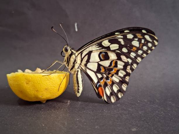 Side view of Swallowtail butterfly on lemon fruit with black background