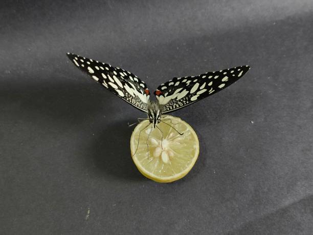 Close up color image depicting a giant owl butterfly sitting and feeding on a piece of sweet orange fruit. Focus is sharp on the butterfly while the background is nicely defocused, allowing room for copy space.