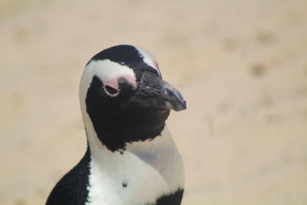 istock Close-up of a Boulders Beach Penguin 2181035123