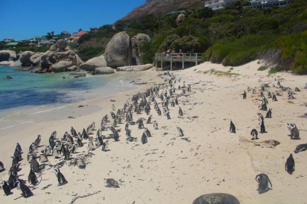 istock Penguins on Boulders Beach 2181035757