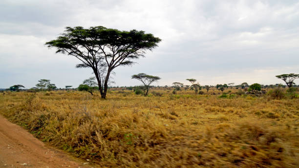 istock Tanzania Landscape 2181036561