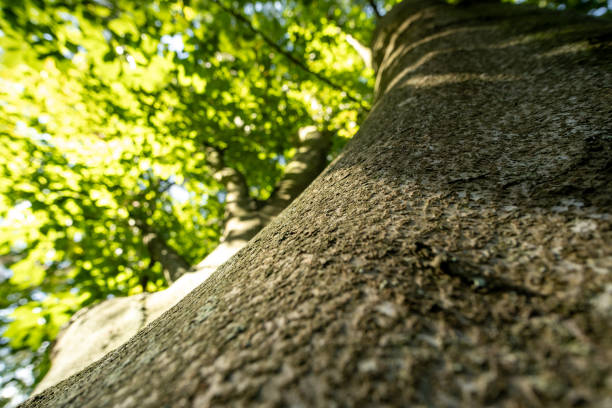 Majestic tree trunks soar heavenward like nature's pillars, their weathered bark telling centuries of stories. Branches weave an intricate lacework above, forming living cathedral vaults reaching for the sky.