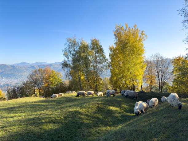 Sheep grazing in the filed. Transilvania, Romania