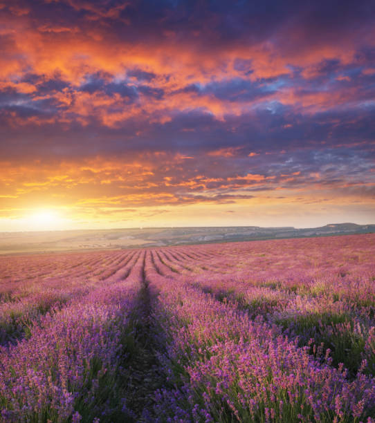 istock Meadow of lavender at sunset 2181036945