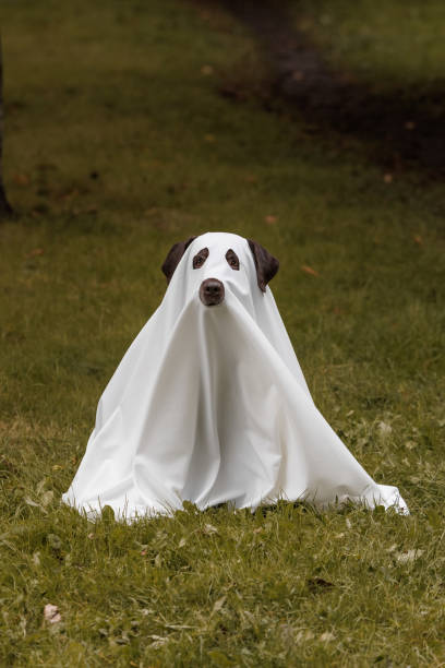 istock Cute Labrador dog is dressed in Halloween ghost costume 2181037193