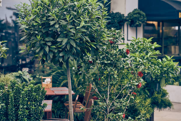 Selective focus on the laurel tree. Against the background of the hotel building and an empty table on the outdoor terrace of the restaurant. With space to copy. High quality photo