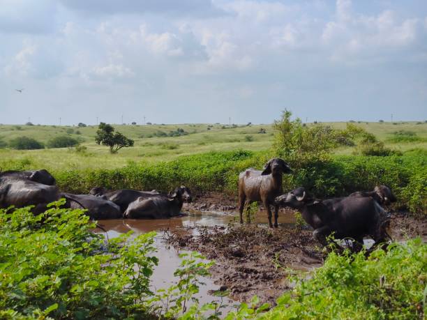 istock Indian buffaloes in water 2181038154