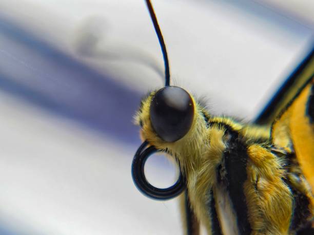 A close-up macro shot of a swallowtail butterfly  on pink flowers. The intricate details of its wings, antennae, and proboscis are beautifully captured.