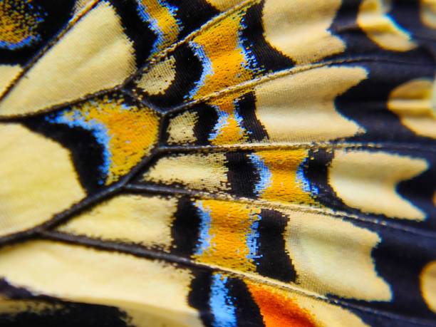 istock Close up of butterfly wings 2181038273