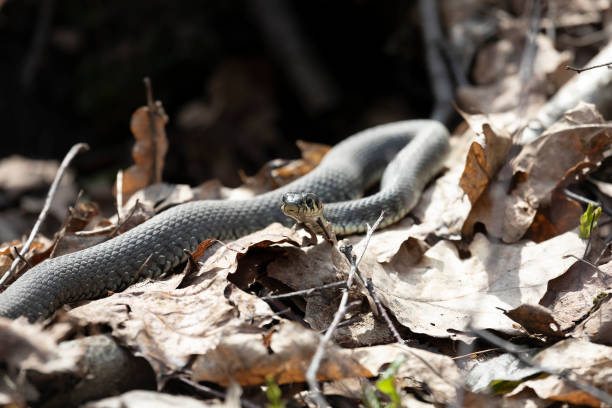 istock Grass snakes lies on old foliage. Close up 2181039017