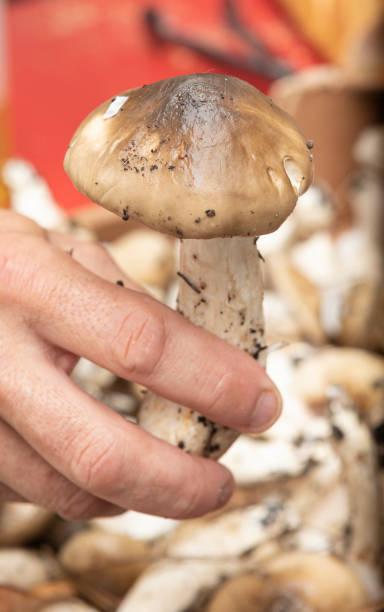 istock Hygrophorus glyocyclus mushrooms in the kitchen 2181039049