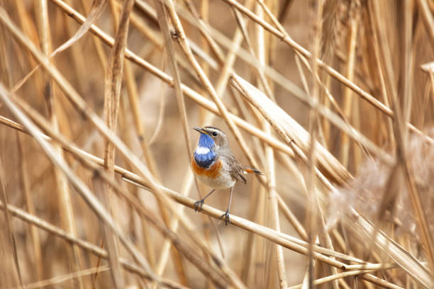 istock Male Bluethroat sitting on reeds close up 2181039057