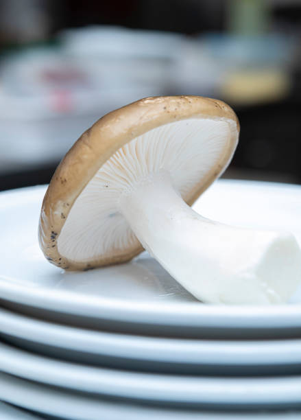 Hygrophorus glyocyclus mushrooms in the kitchen